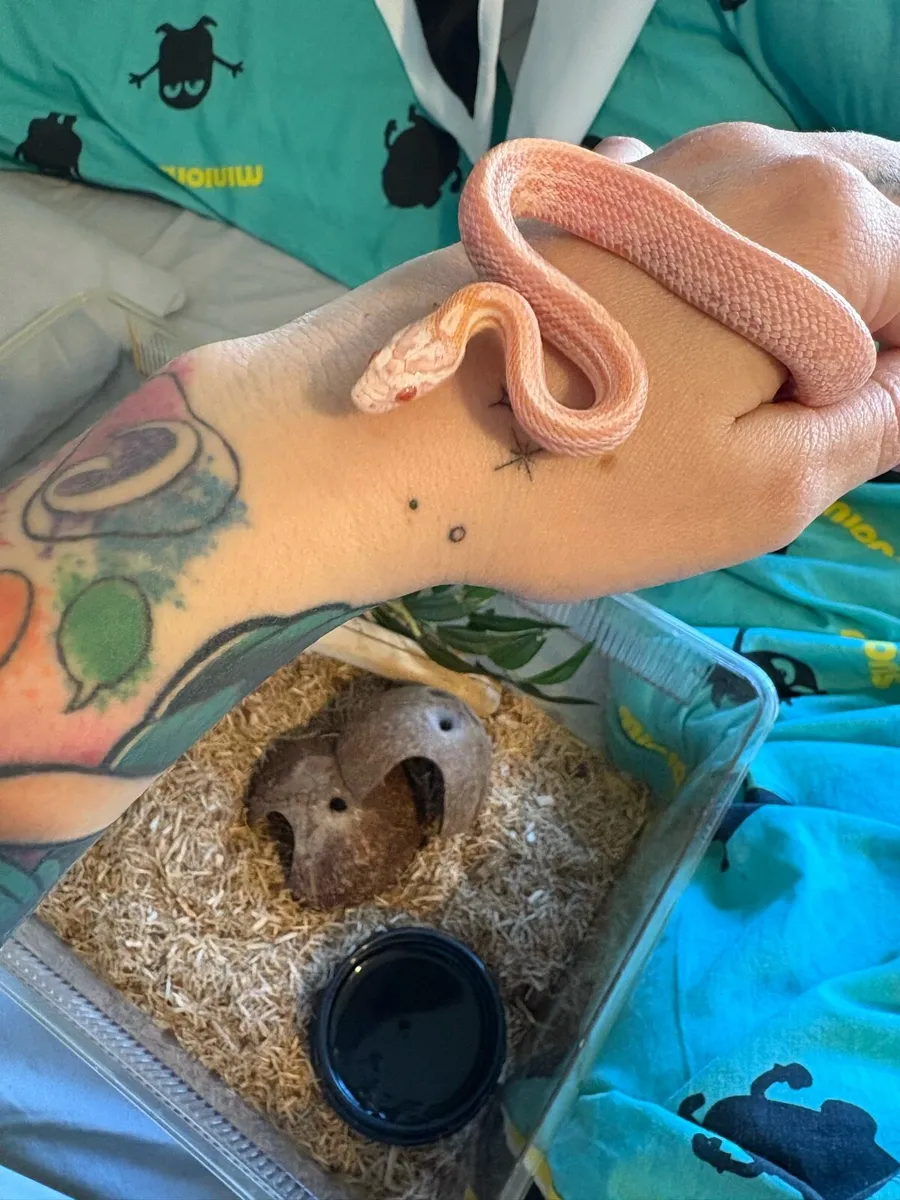 Cornsnake - 9 months old male - Image 2