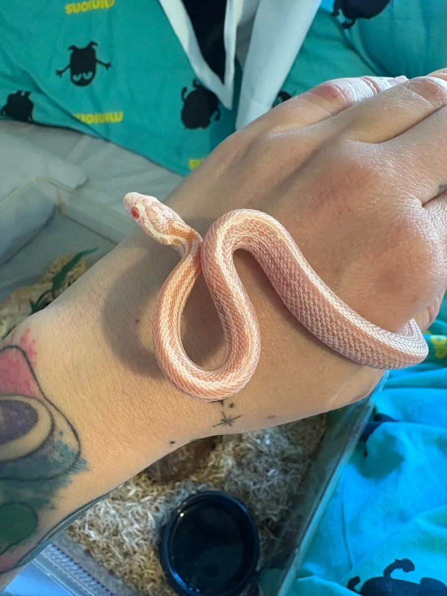 Cornsnake - 9 months old male - Image 3