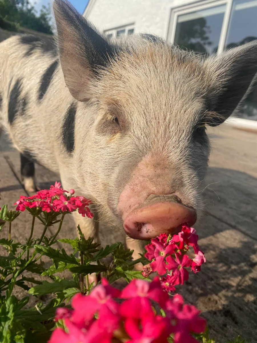 Pet pig - Image 1