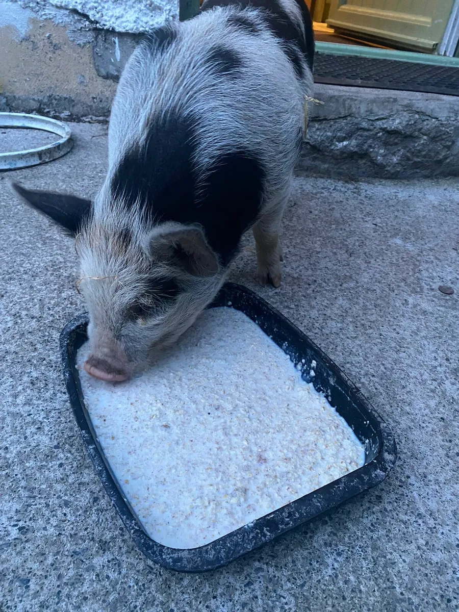 Pet pig - Image 3