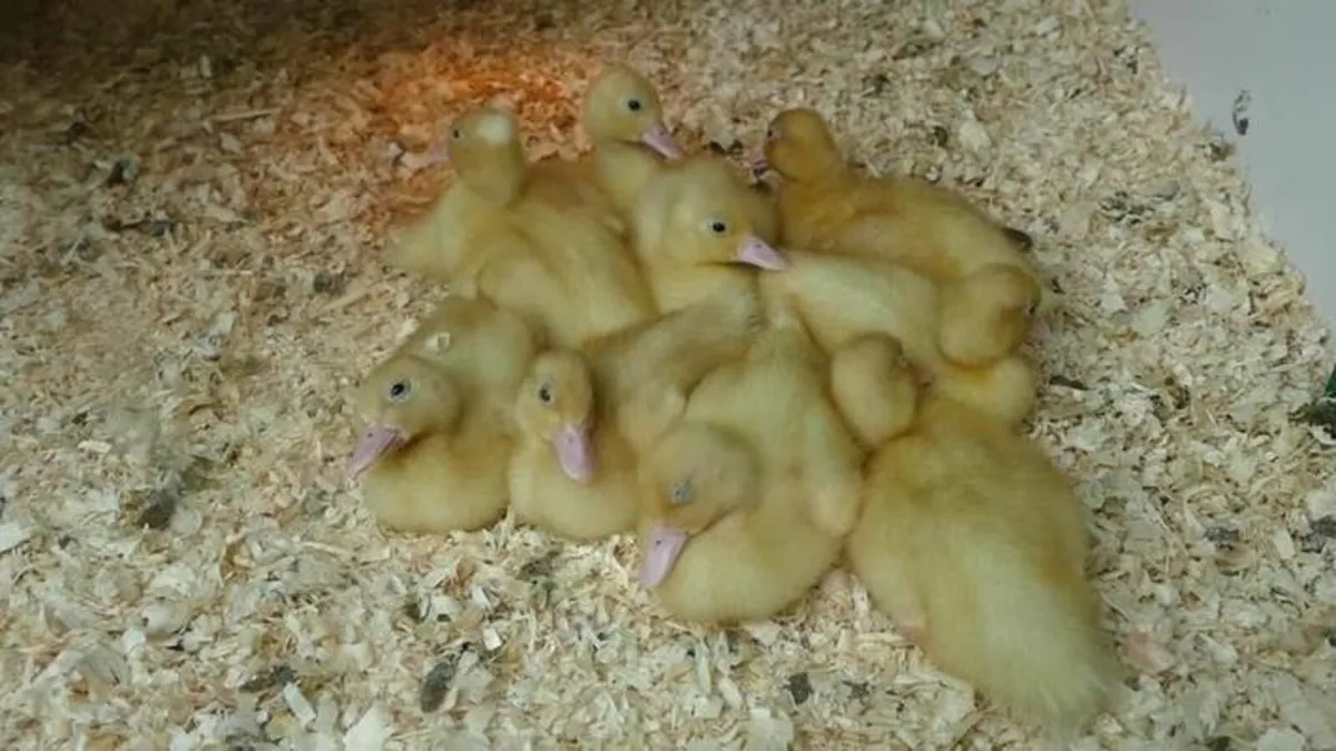Pure Indian Runner Ducklings - born June 10th - Image 1