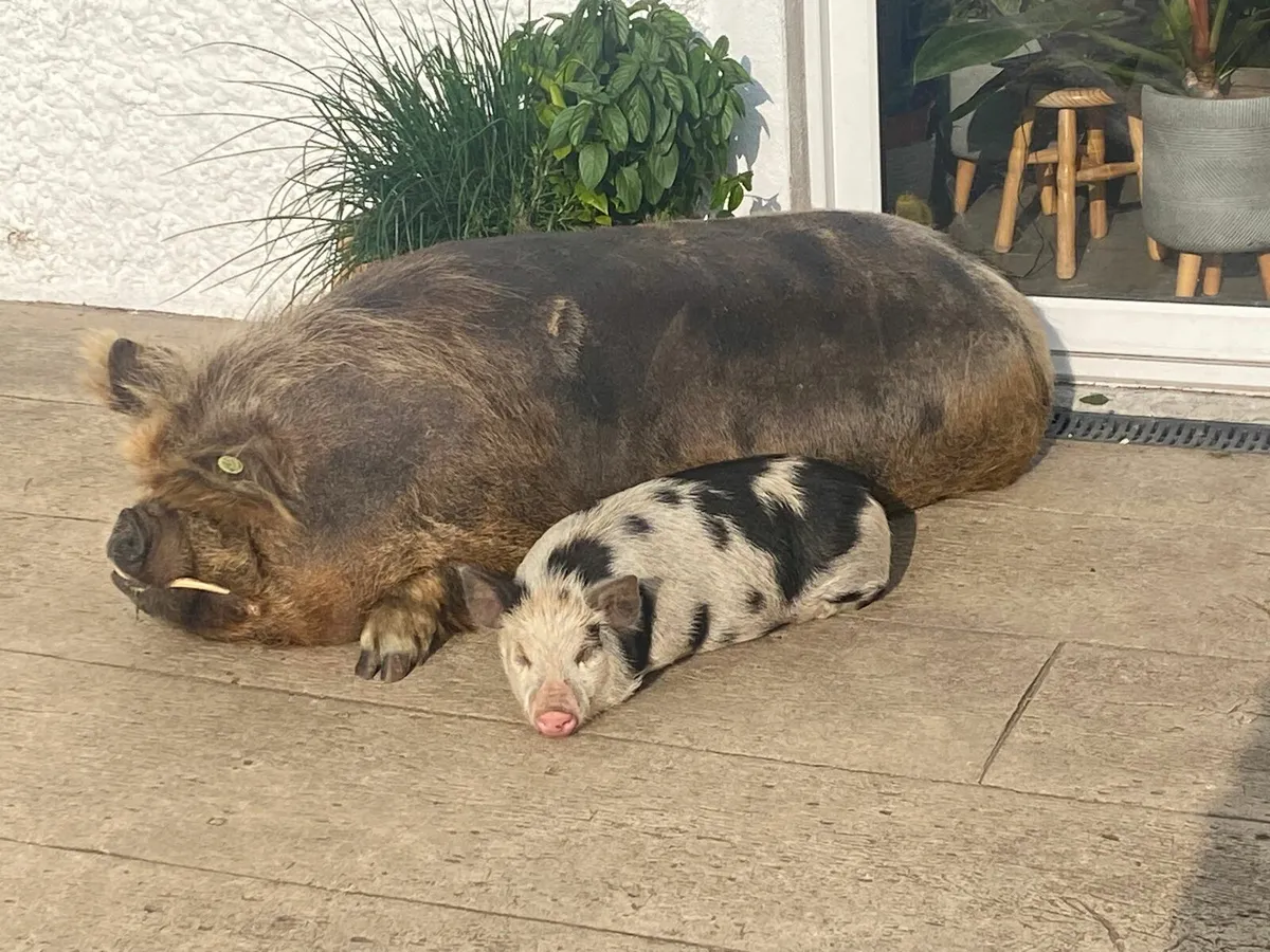 Pet pig - Image 4