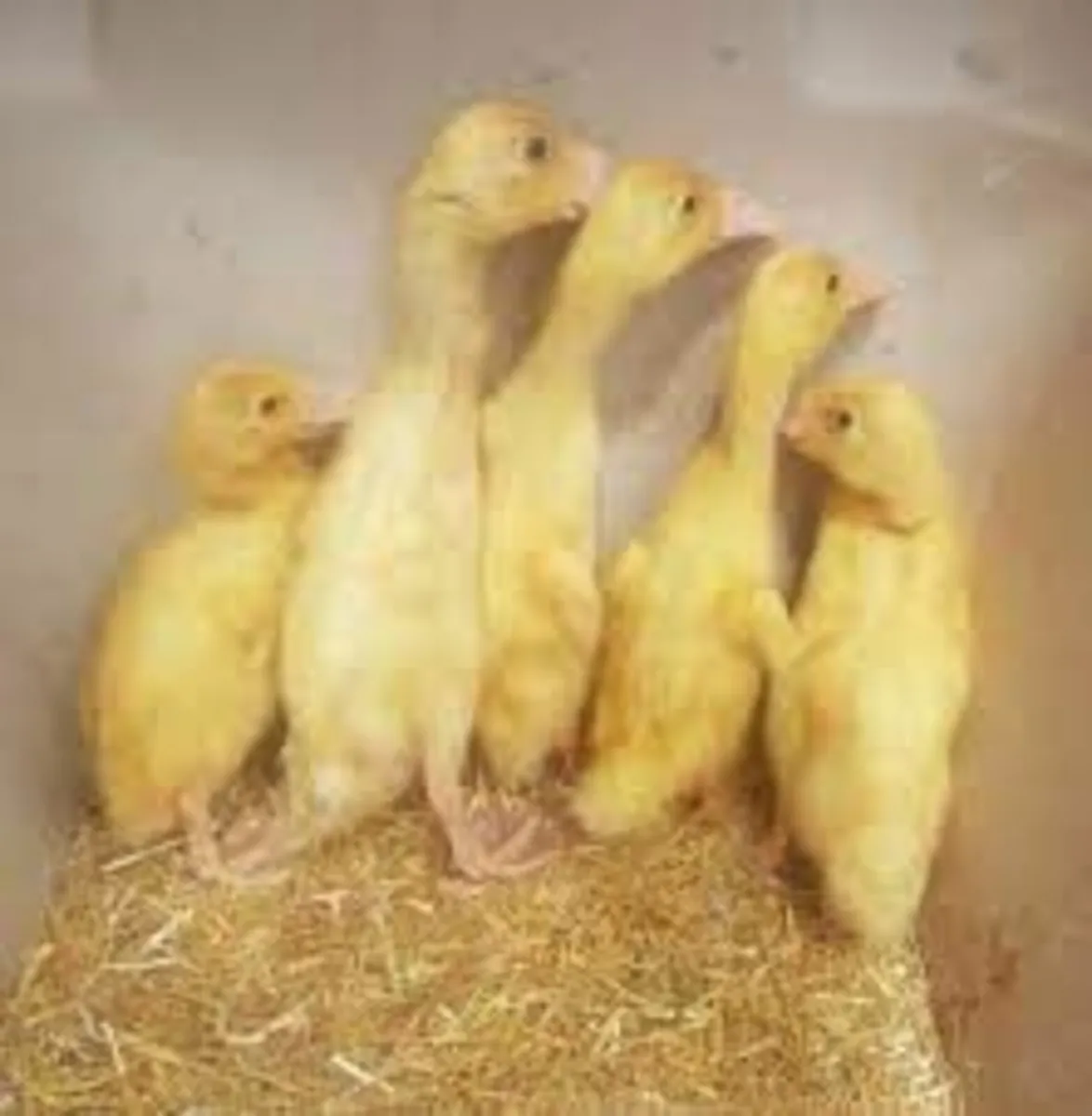 Pure Indian Runner Ducklings - born June 10th - Image 2