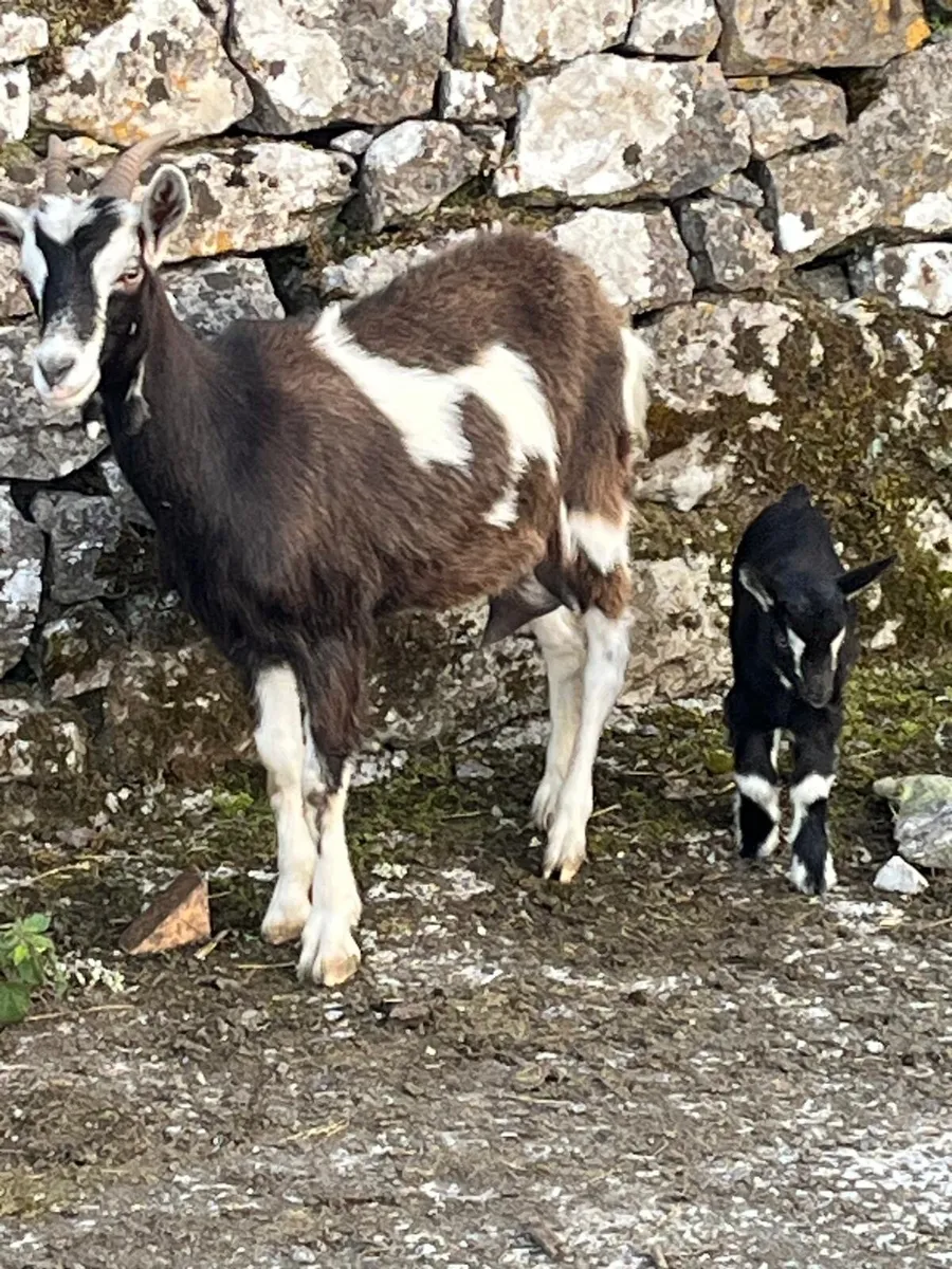 Togenburg X Sannen goat and she kid - Image 1
