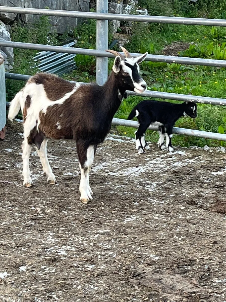 Togenburg X Sannen goat and she kid - Image 3