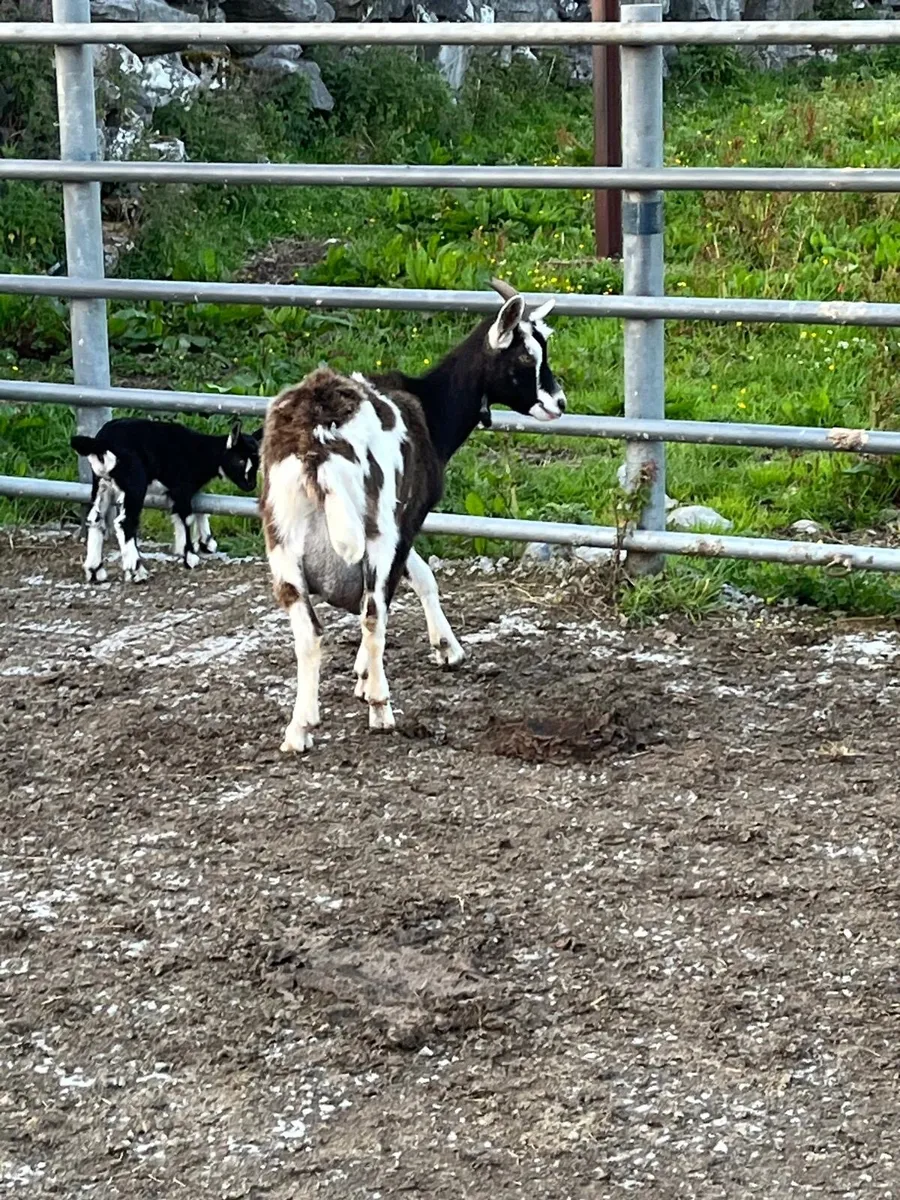Togenburg X Sannen goat and she kid - Image 4