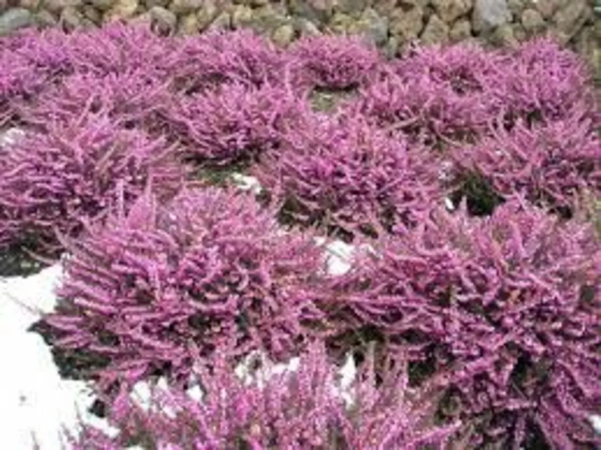 HEATHERS IN MANY COLOURS - Image 1