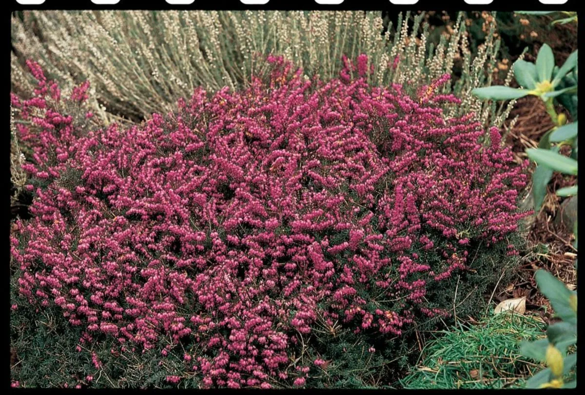 HEATHERS IN MANY COLOURS - Image 3