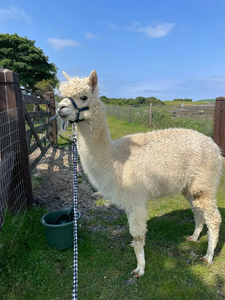 Pet Male Alpaca - Image 1