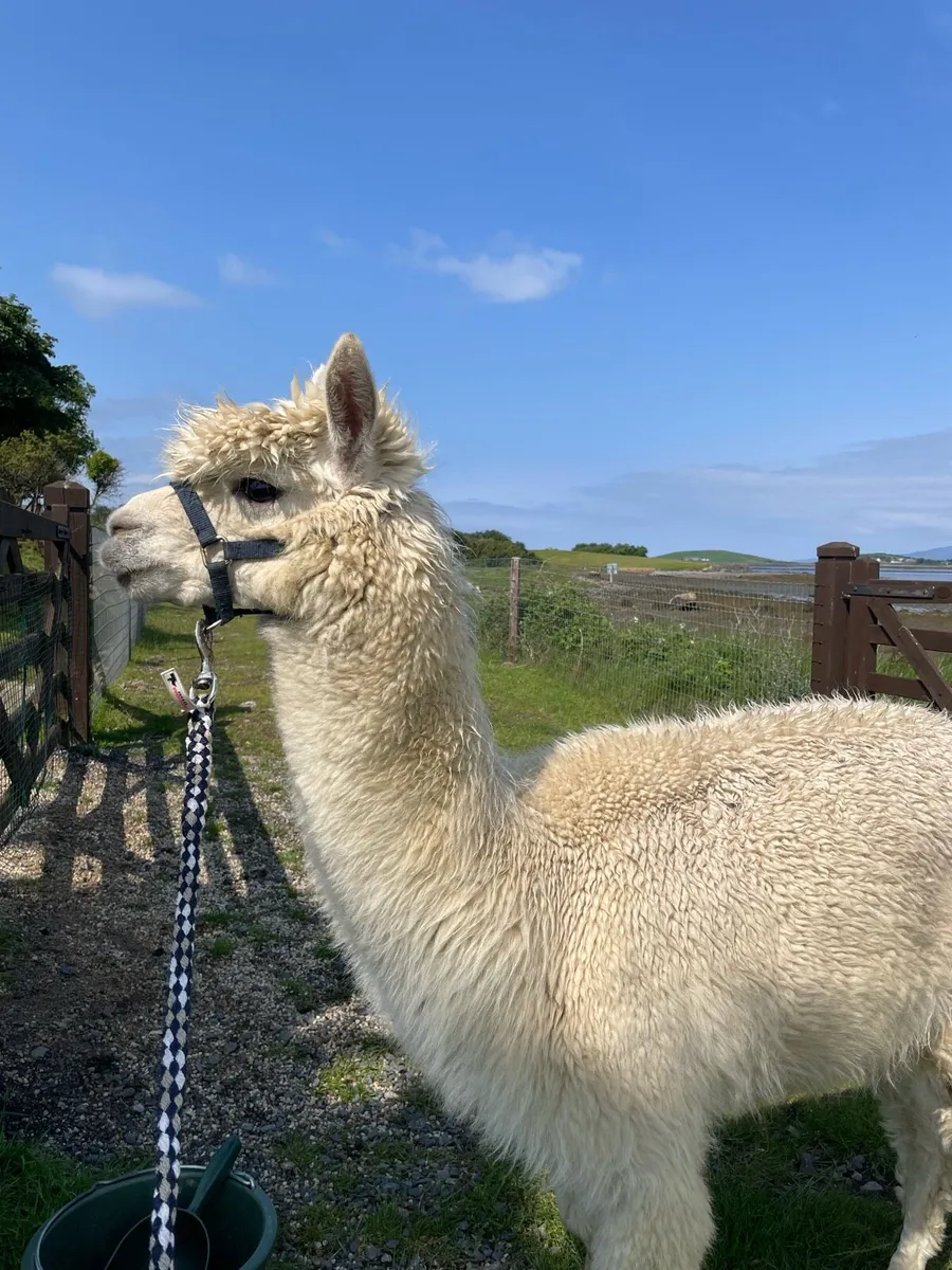 Pet Male Alpaca - Image 2