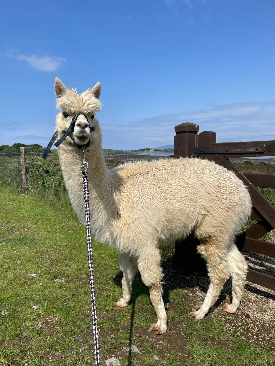 Pet Male Alpaca - Image 3