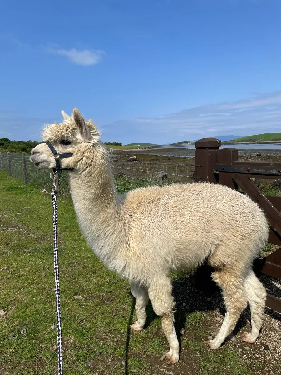 Pet Male Alpaca - Image 4