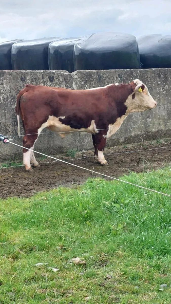 Hereford Bull - Image 1