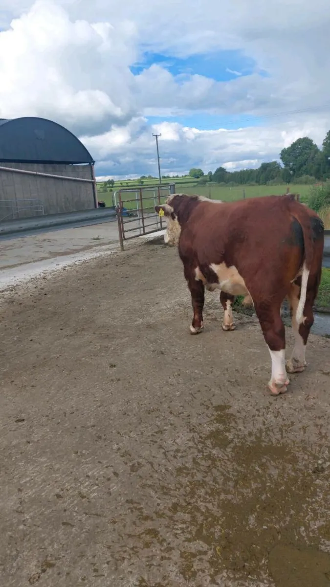 Hereford Bull - Image 2