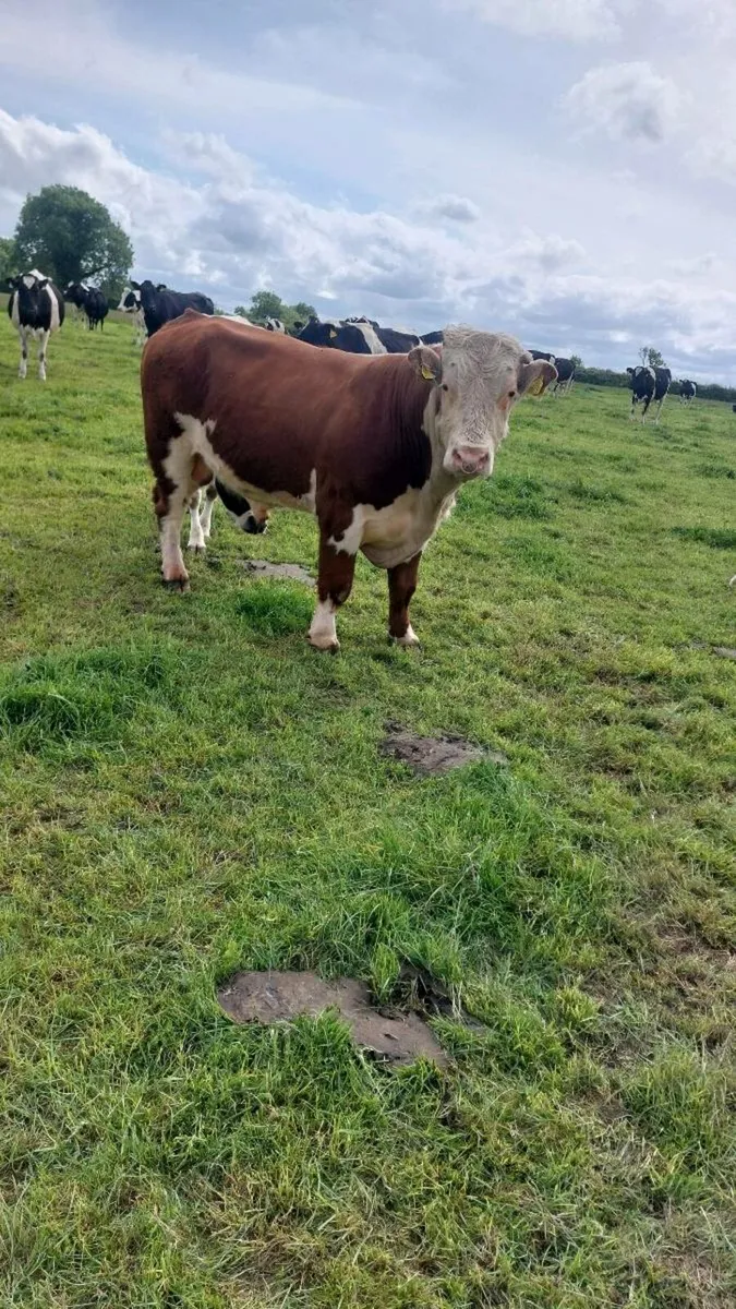 Hereford Bull - Image 3