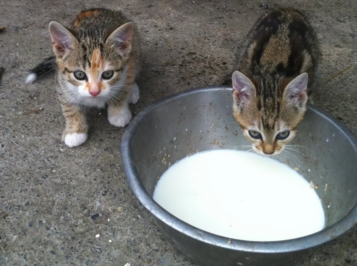 Kittens available