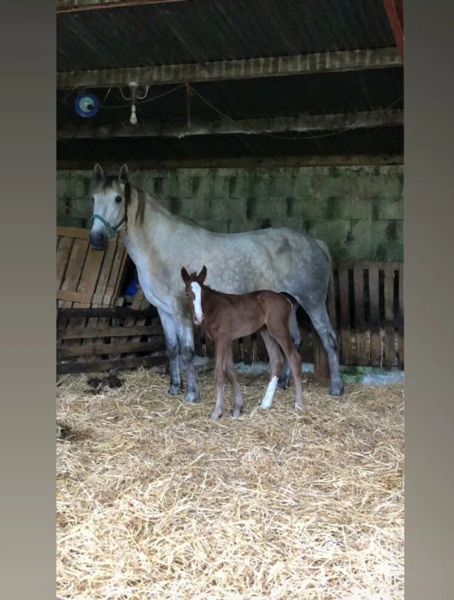 7 year old RID Mare - Image 1