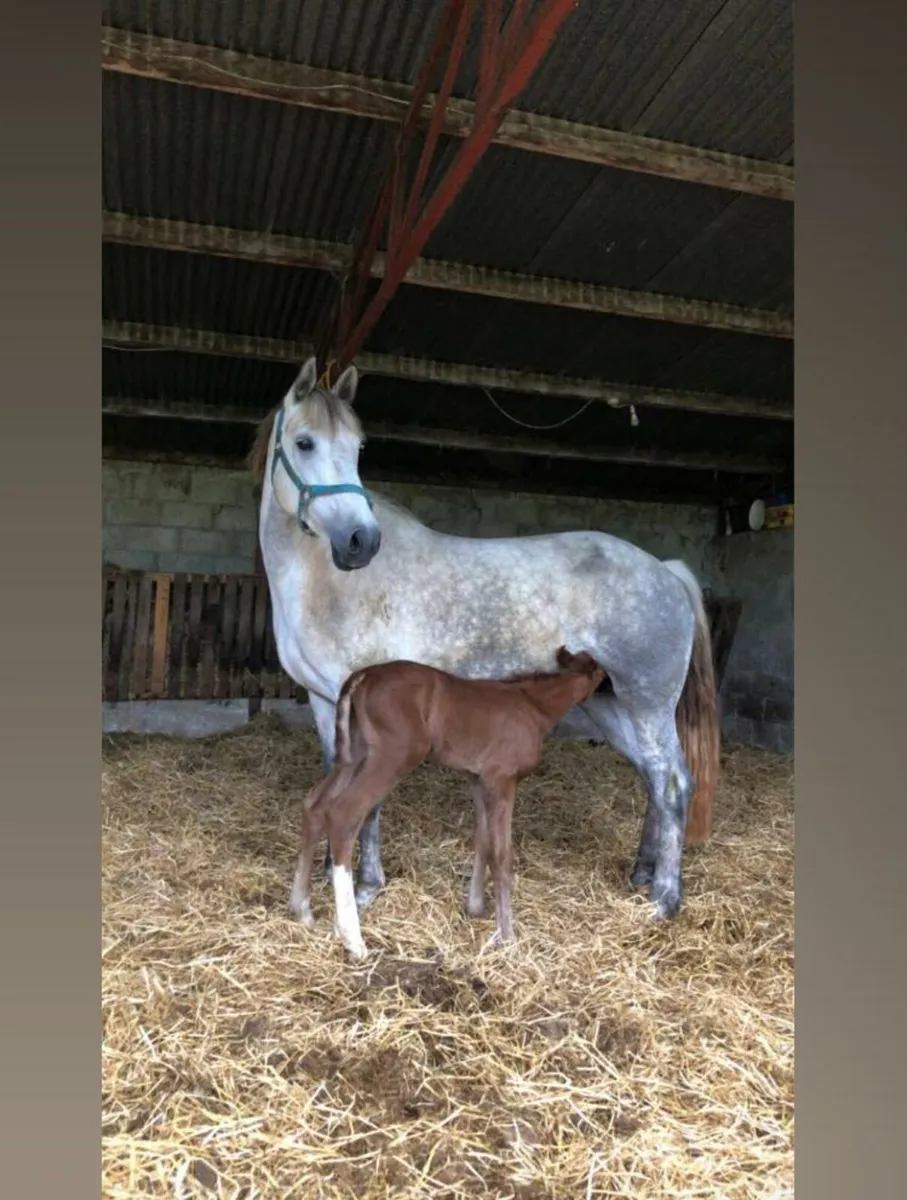 7 year old RID Mare - Image 3