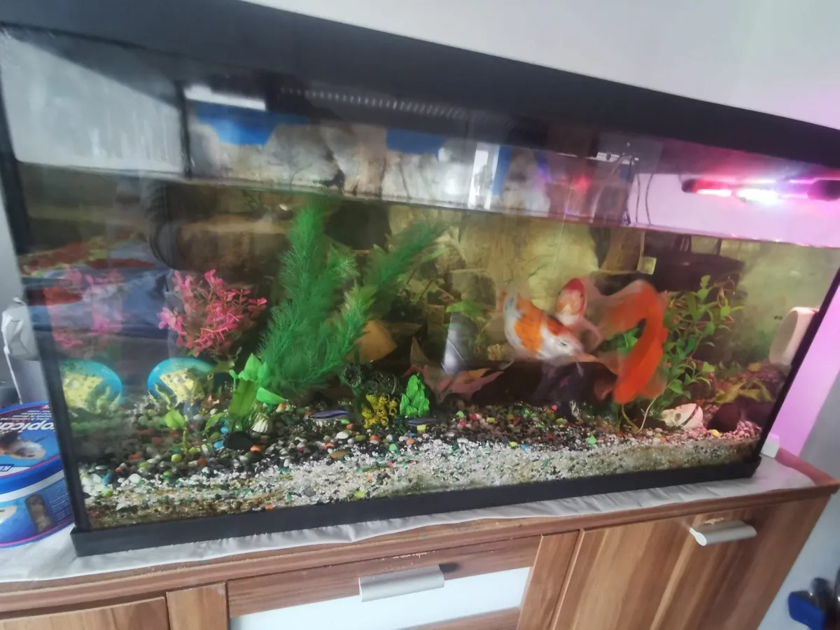 Fish tank with cabinet full set - Image 2