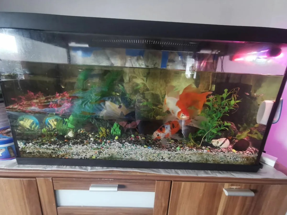 Fish tank with cabinet full set - Image 3