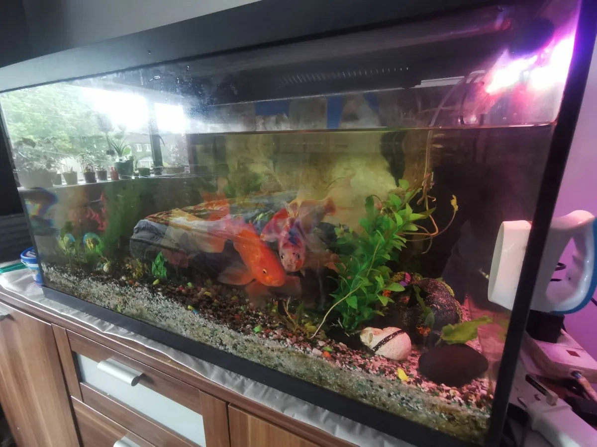 Fish tank with cabinet full set - Image 4