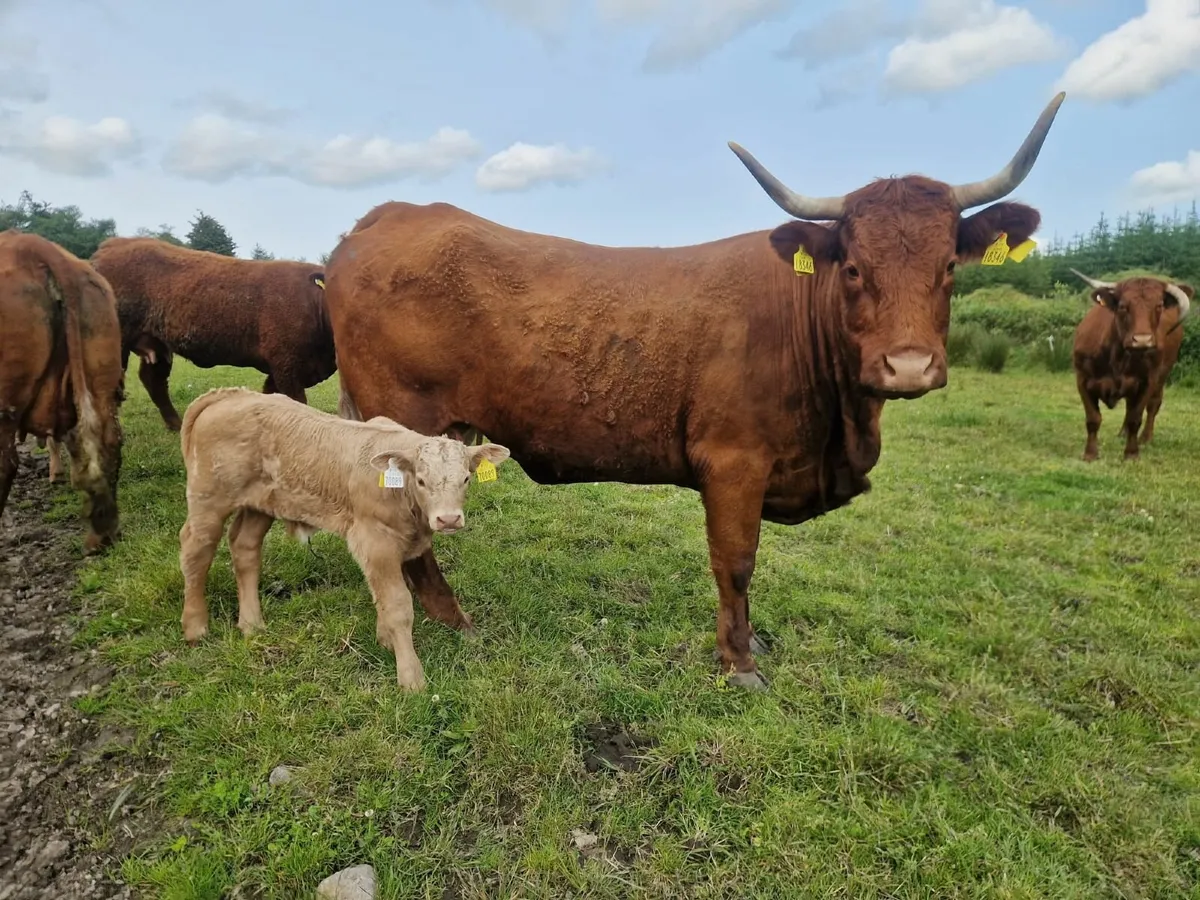 Suckler Herd Dispersal - Image 1