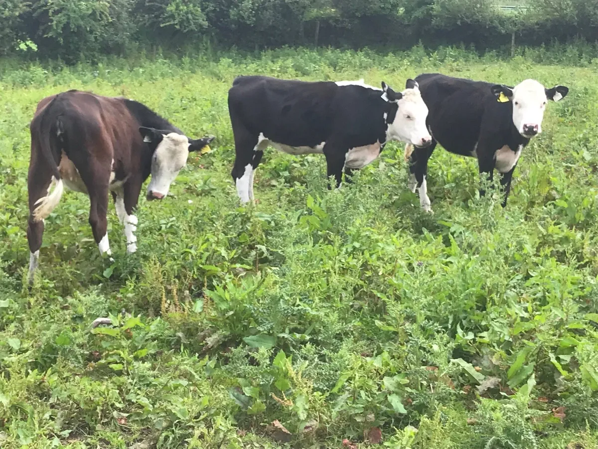 Three nice black whitehead heifers - Image 1