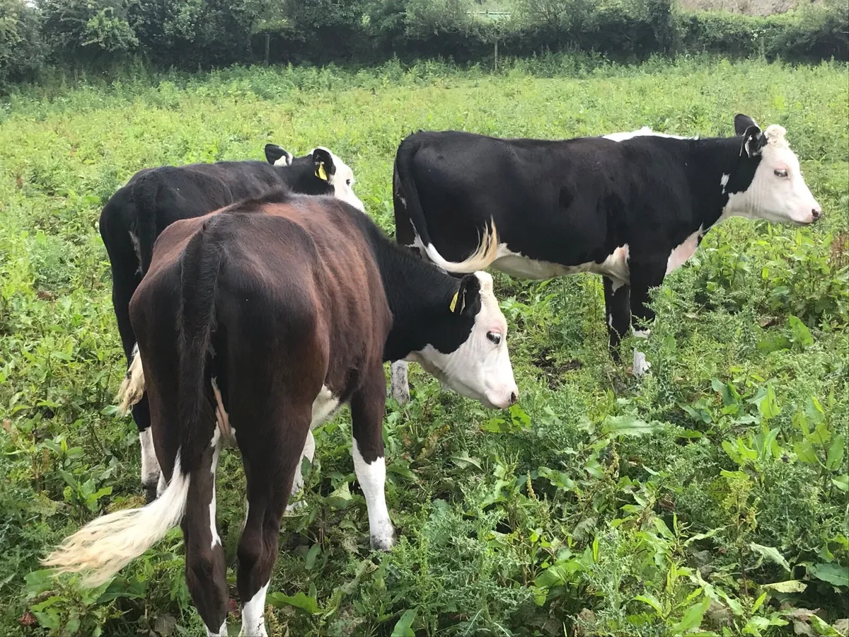 Three nice black whitehead heifers - Image 2