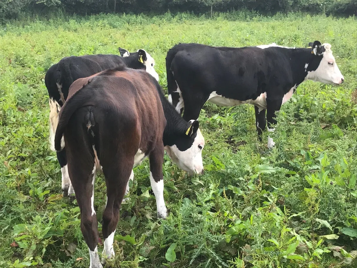 Three nice black whitehead heifers - Image 3