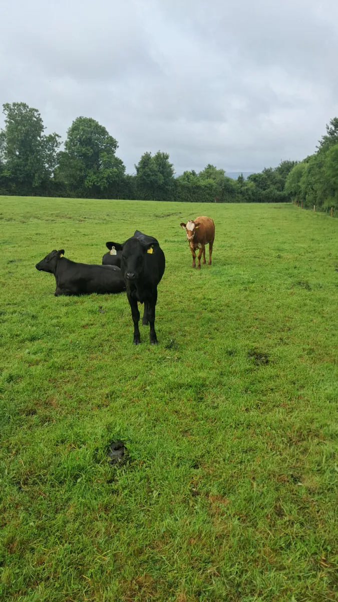 Angus heifers - Image 3