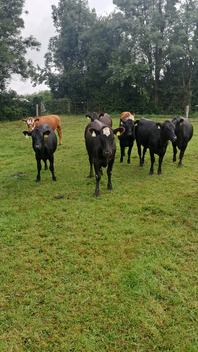 Angus heifers - Image 4