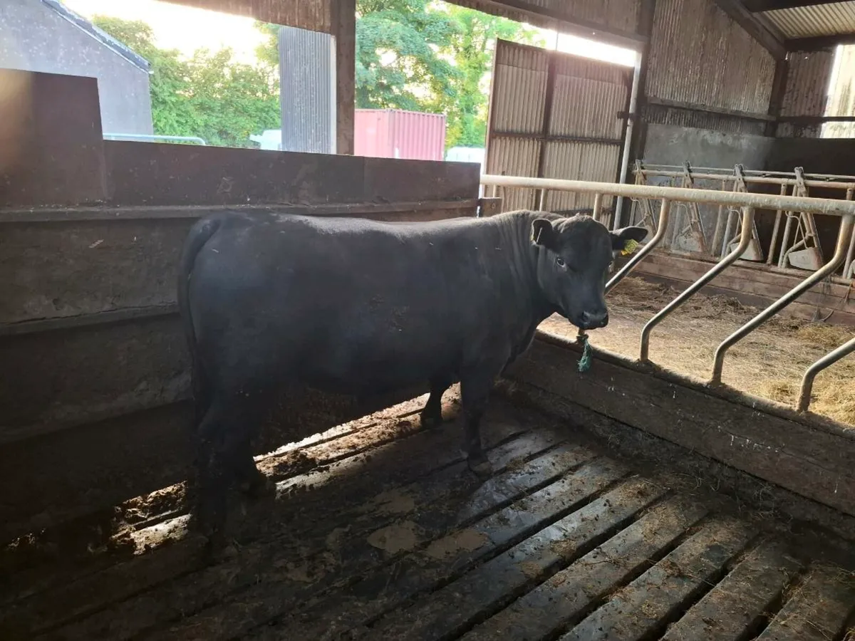 Pb Angus bull - Image 2