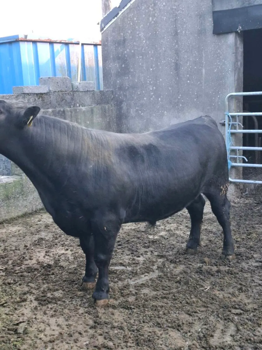 Pb Angus bull - Image 1