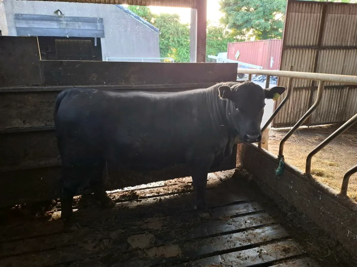 Pb Angus bull - Image 3