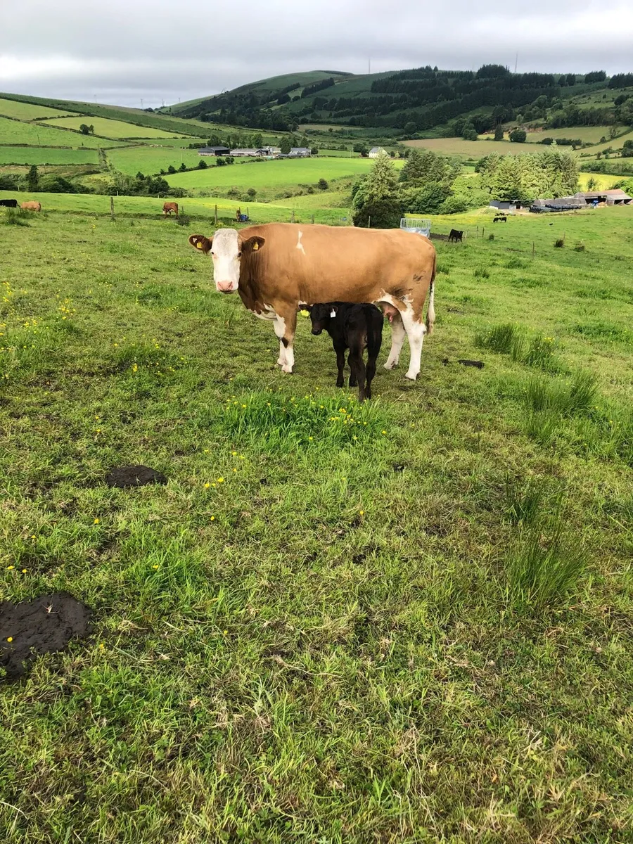 Cow with calf at foot - Image 1