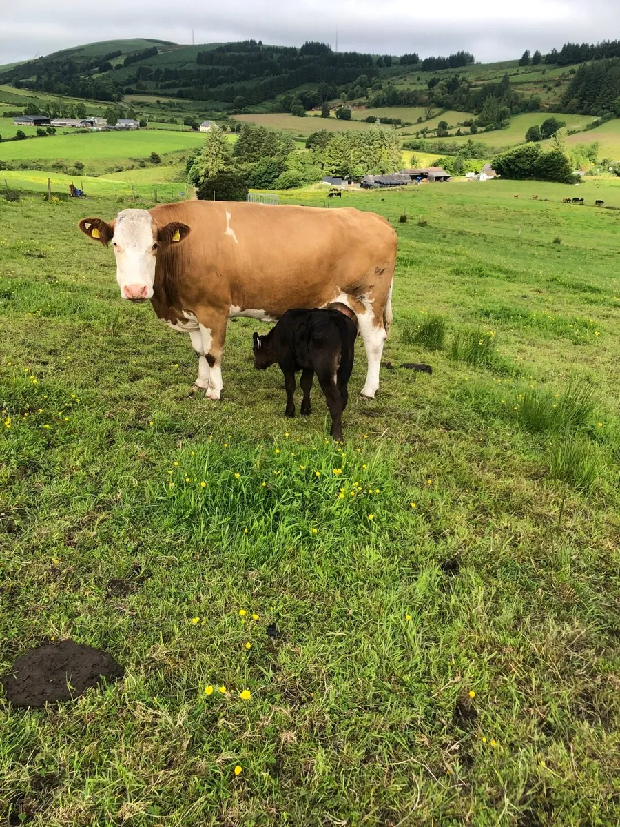 Cow with calf at foot - Image 2