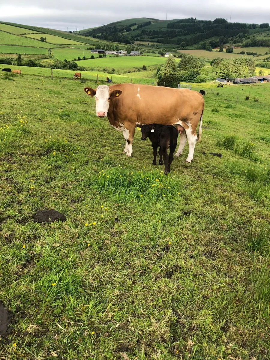 Cow with calf at foot - Image 3