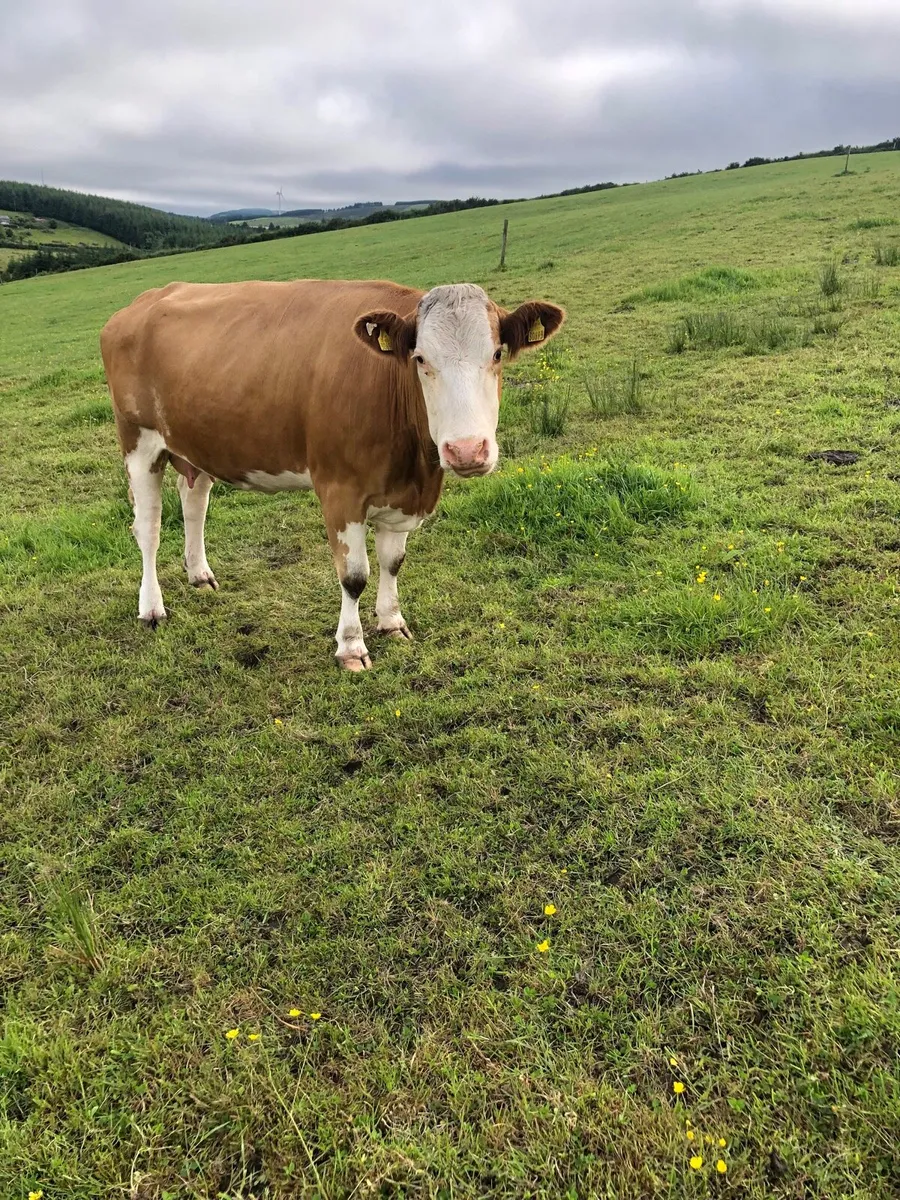 Cow with calf at foot - Image 4