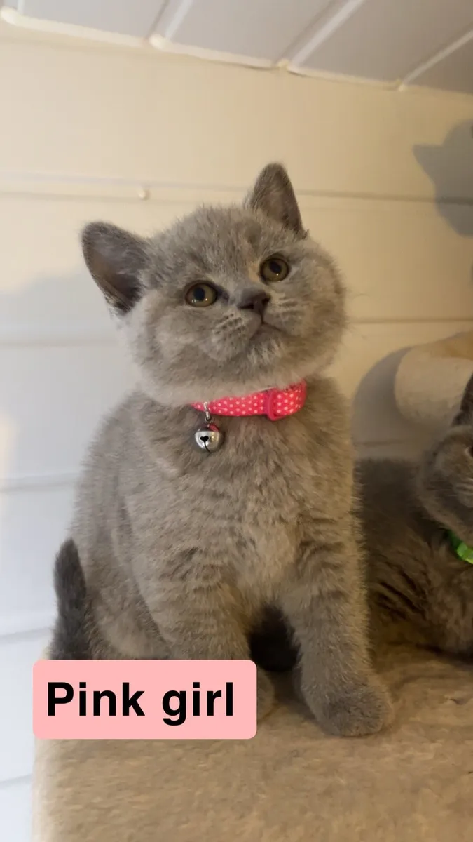 British shorthair kitten - Image 3
