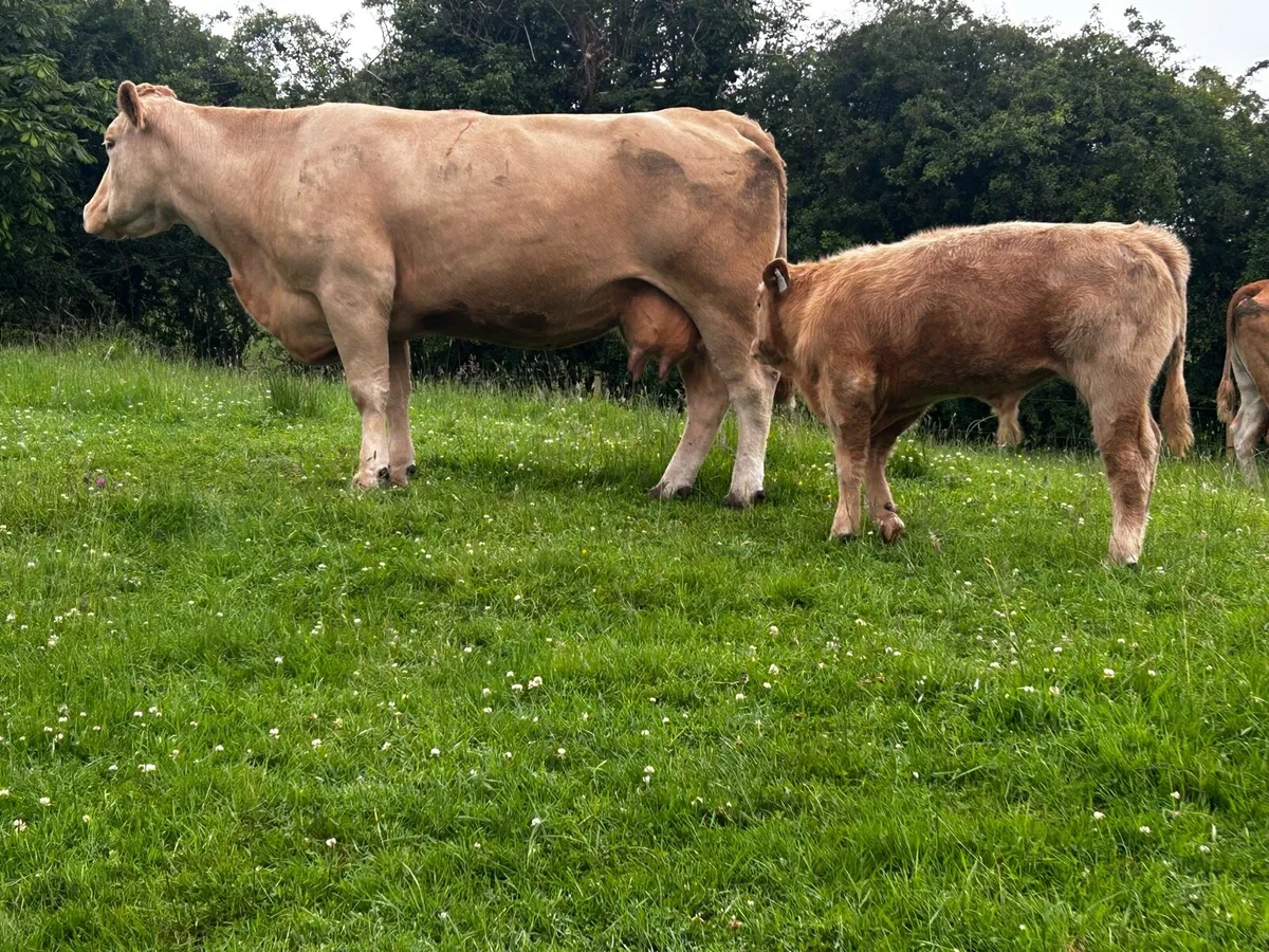 Charolais Cow & Bull Calf At Foot - Image 1