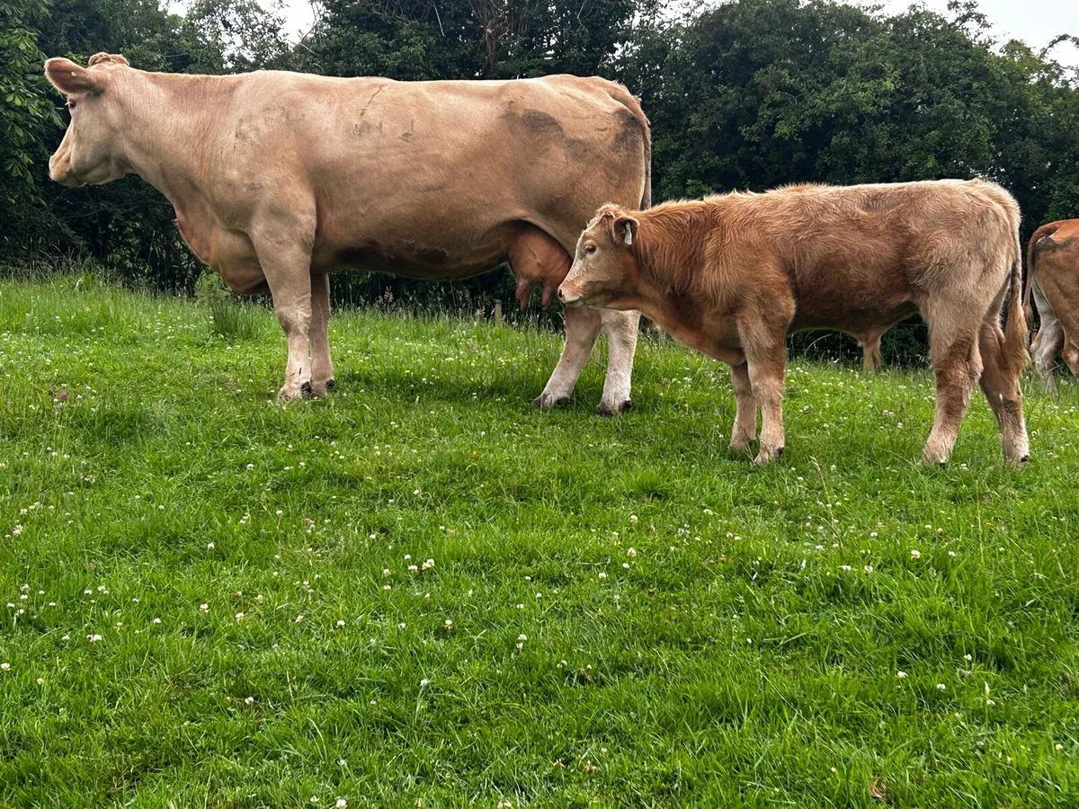 Charolais Cow & Bull Calf At Foot - Image 2
