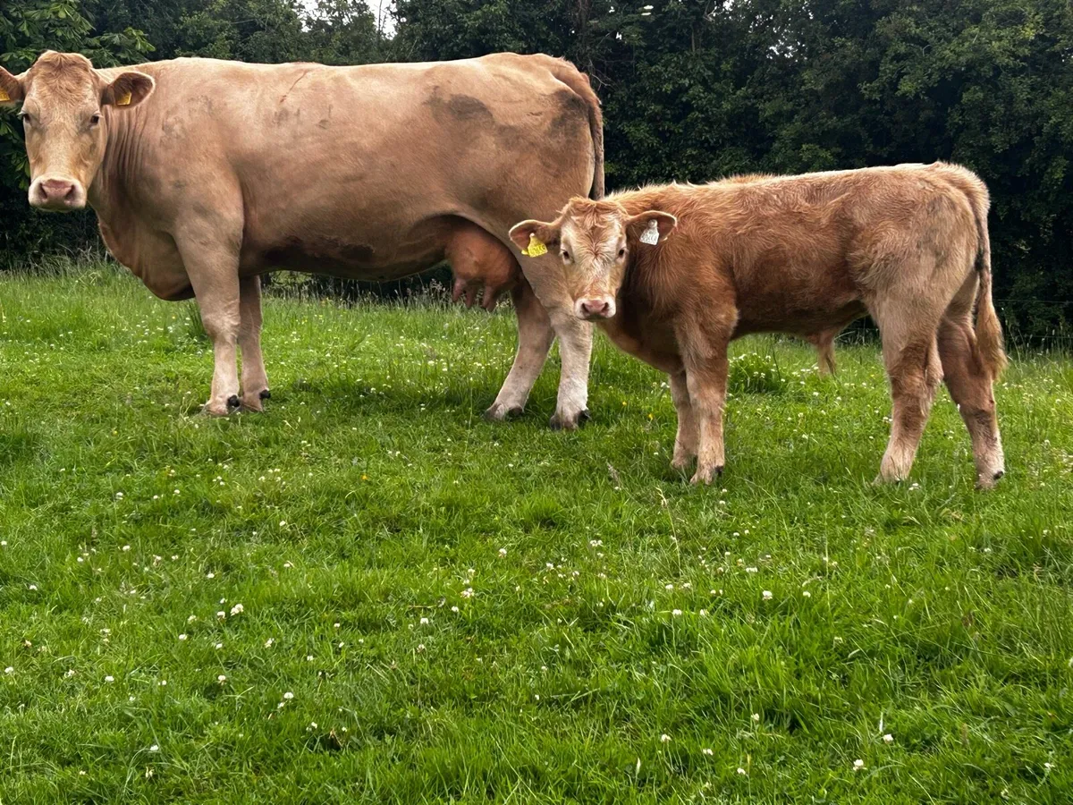 Charolais Cow & Bull Calf At Foot - Image 3