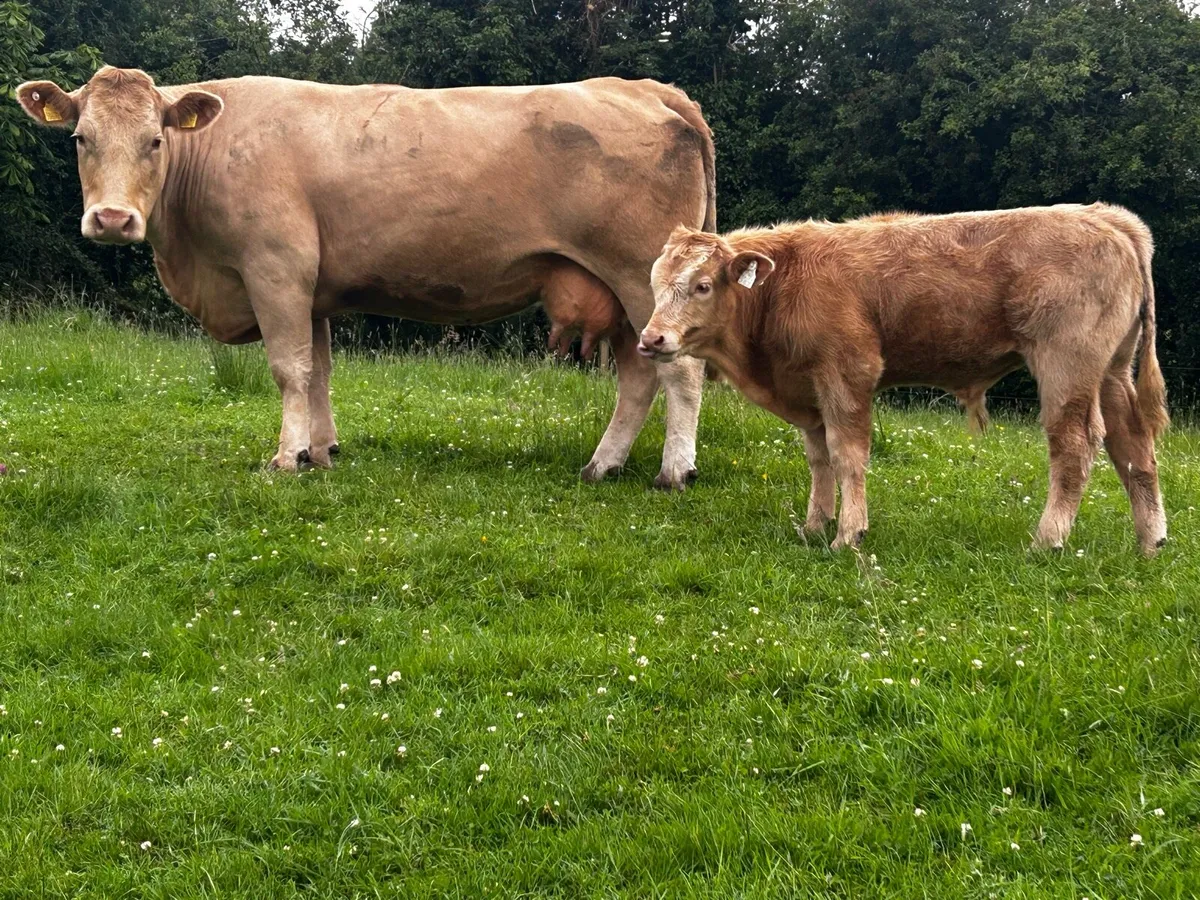 Charolais Cow & Bull Calf At Foot - Image 4