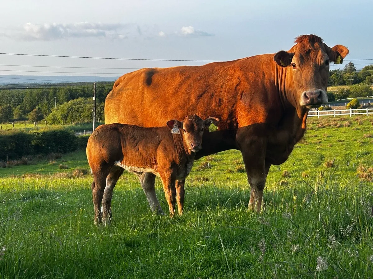 Super Limousin Cow & Roan Heifer Calf - Image 1