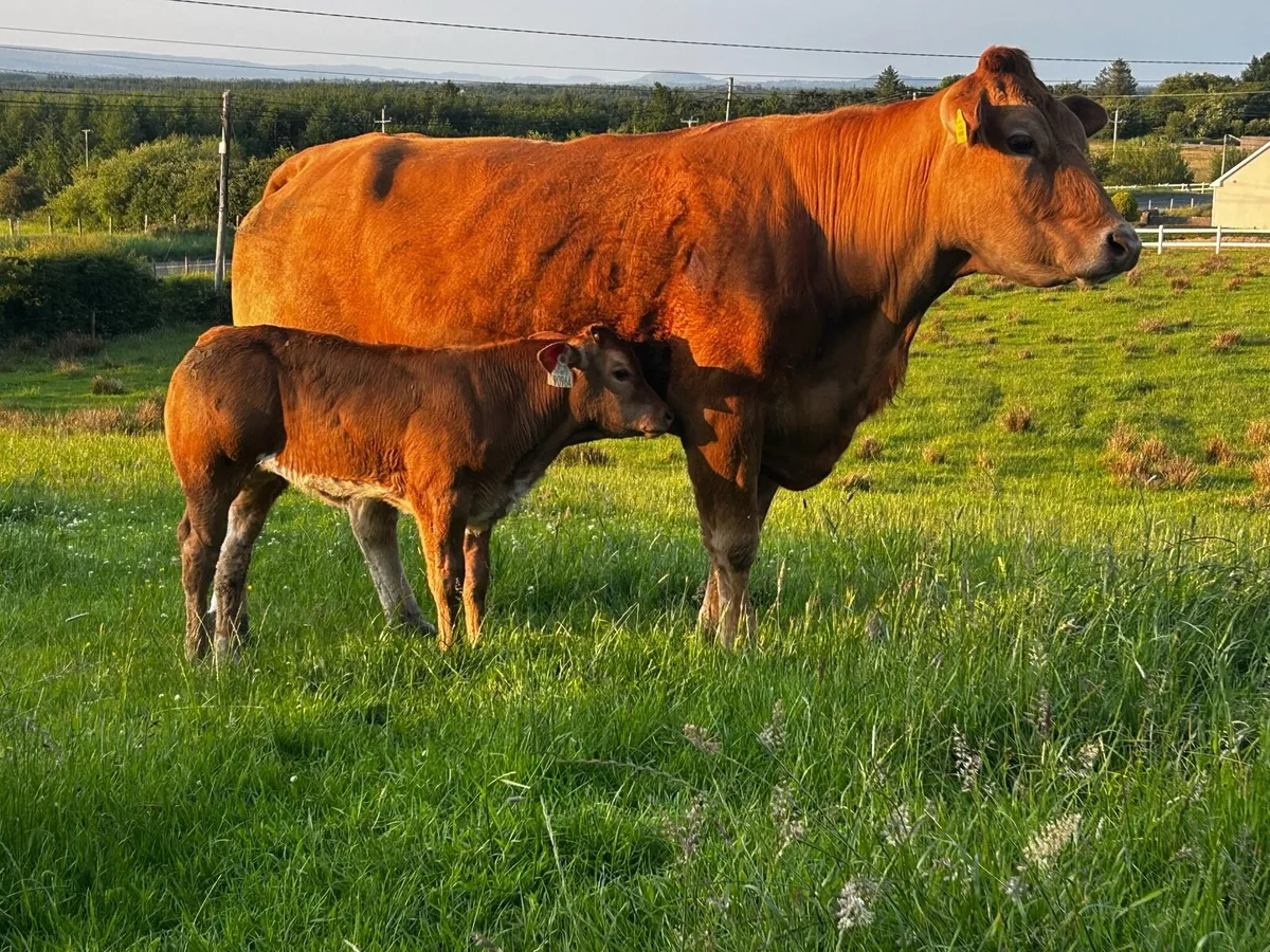 Super Limousin Cow & Roan Heifer Calf - Image 2