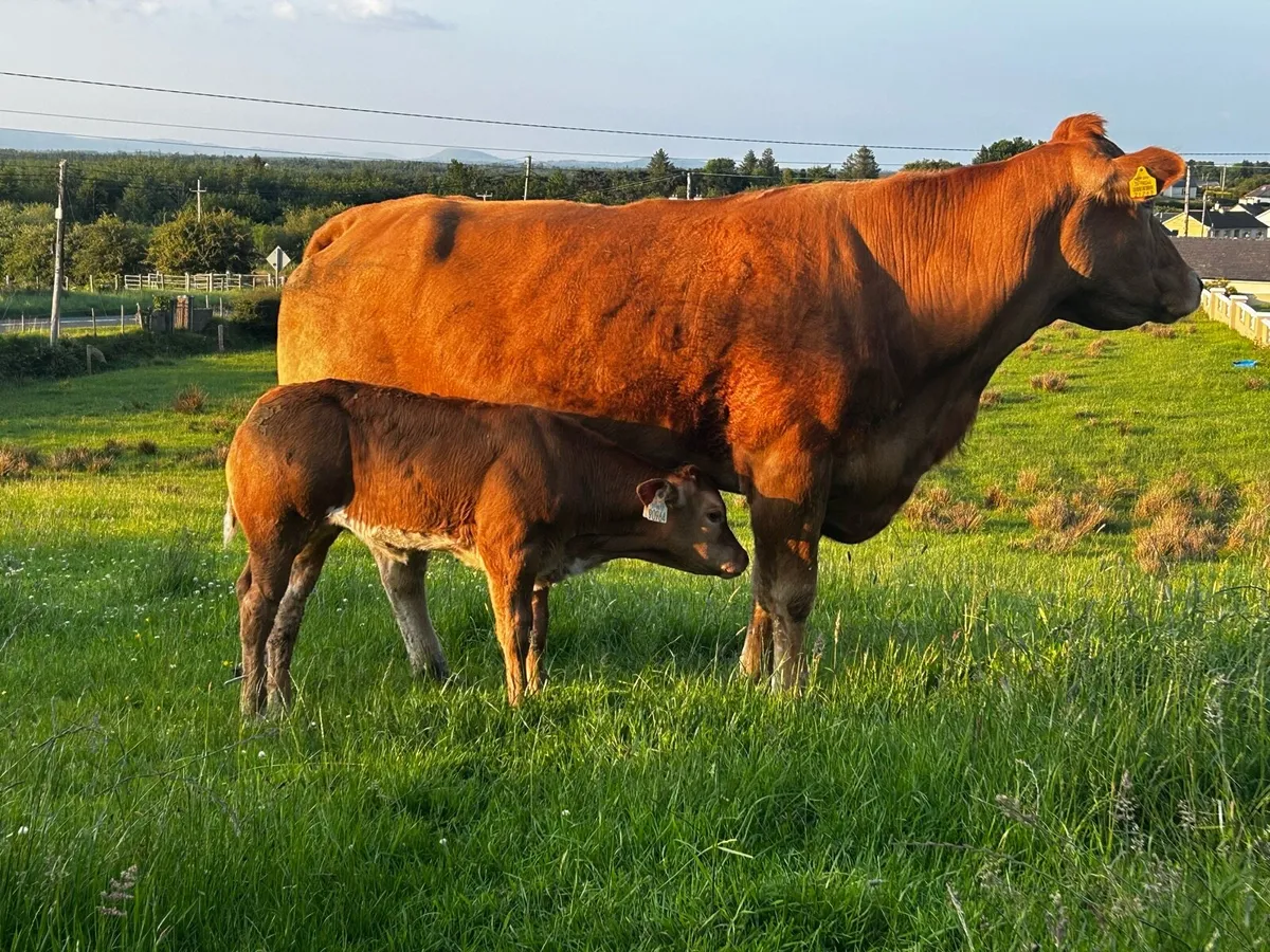 Super Limousin Cow & Roan Heifer Calf - Image 3
