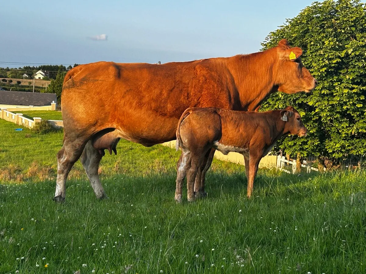 Super Limousin Cow & Roan Heifer Calf - Image 4