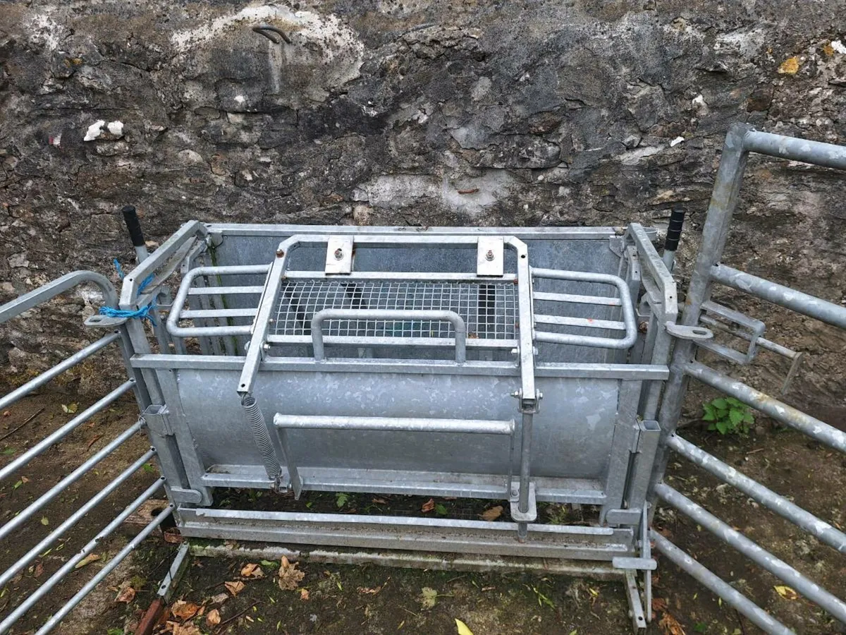 Sheep turn over crate - Image 1
