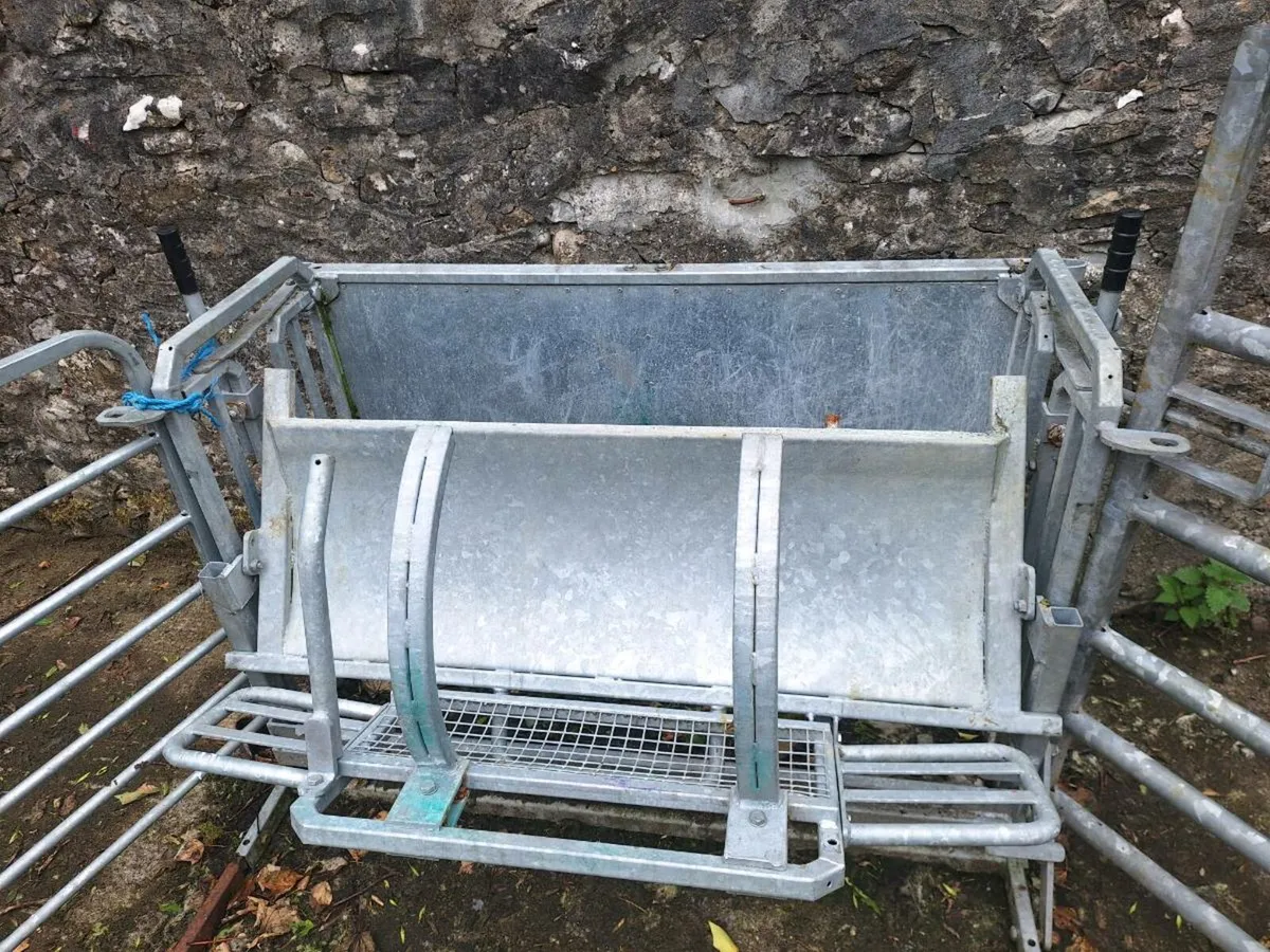 Sheep turn over crate - Image 2