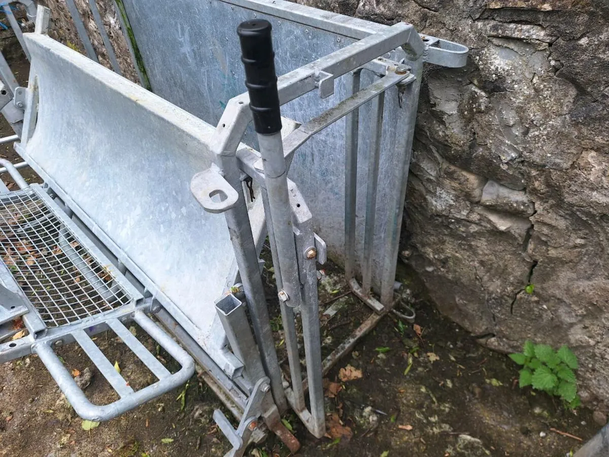 Sheep turn over crate - Image 3